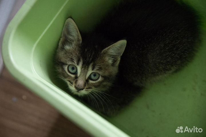 Котята в добрые руки бесплатно