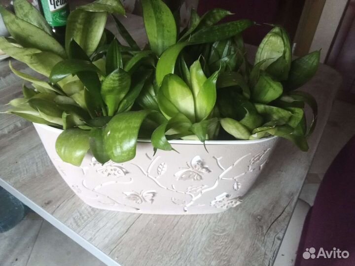 Сансевиерия, щучий хвост