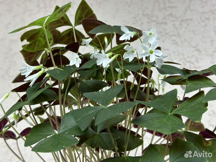 Кислица оксалис