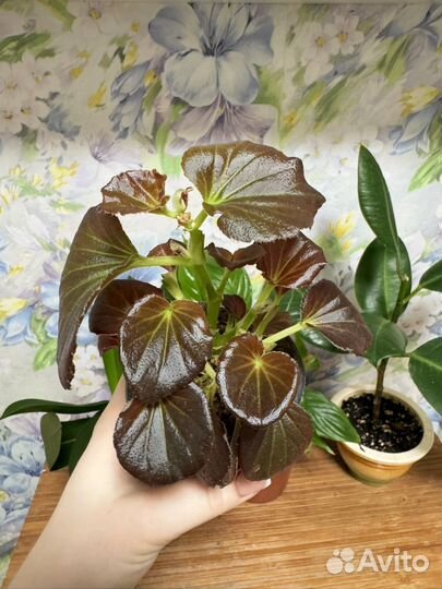 Бегония вечноцветущая