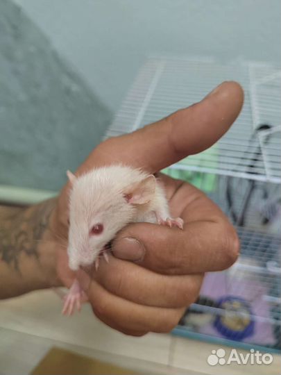 Крыса дамбо