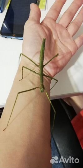 Аннамский палочник