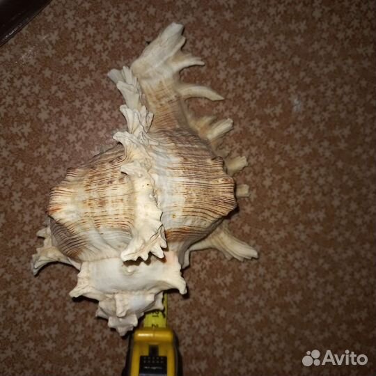 Морские ракушки раковины