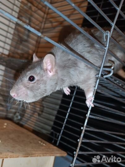 Крыса декоративная дамбо с клеткой