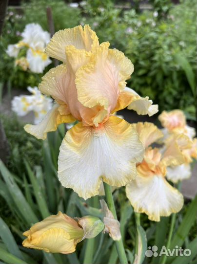 Ирис сортовой