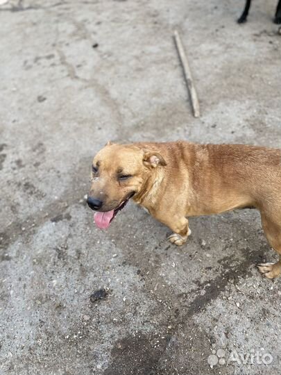 Бультерьер