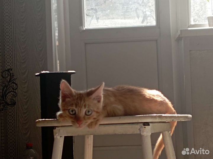 Котик