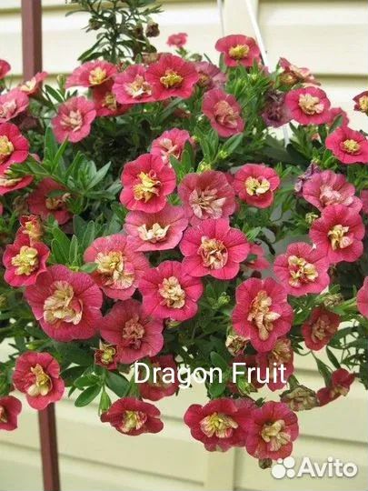 Черенки калибрахоа