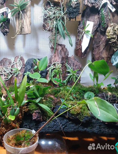 Pleurothallis орхидеи