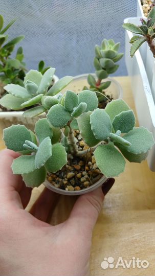 Каланхоэ милотти