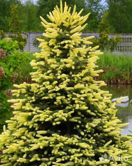 Ель колючая Спринг Санрайз