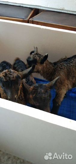 Чешские козлики