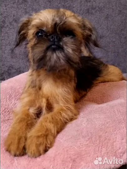 Девочка брюссельский гриффон РКФ