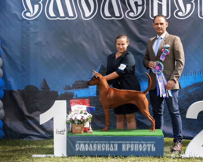 Тайский риджбек