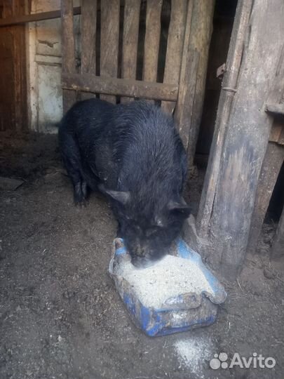 Вьетнамский вислобрюхий хряк