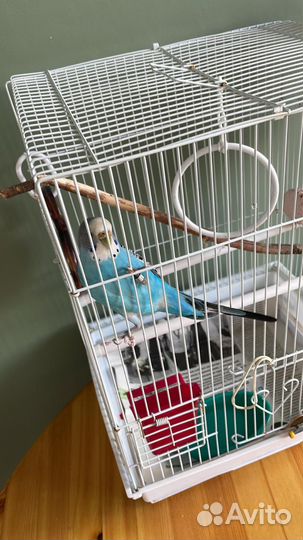 Волнистый попугай с клеткой