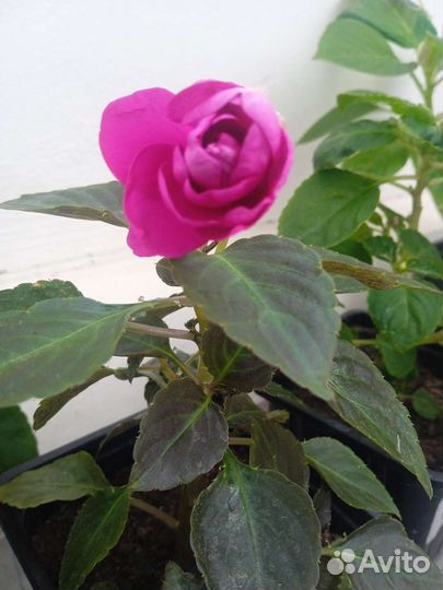 Бальзамины сортовые