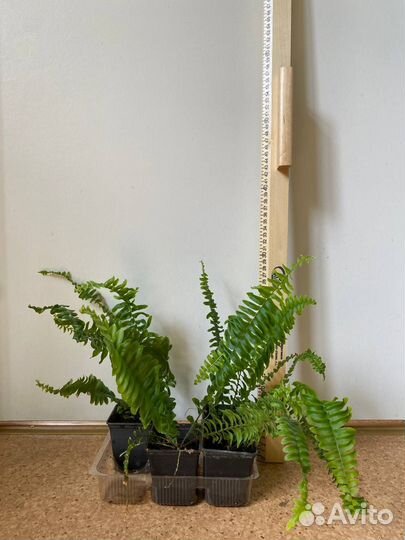 Папоротник