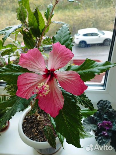 Гибискус персиковый