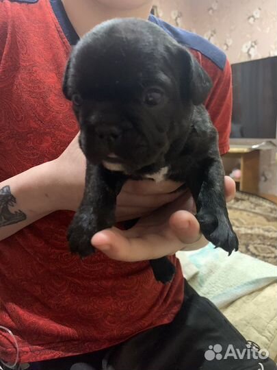 Французский бульдог щенки