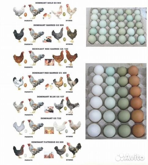 Яйцо несушки Доминант с цветным яйцом