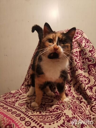 Кошка трехцветка