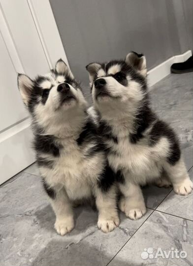 Щенки Хаски