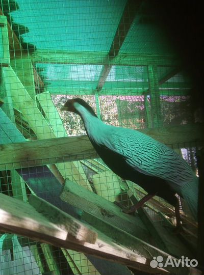 Фазан Серебряный