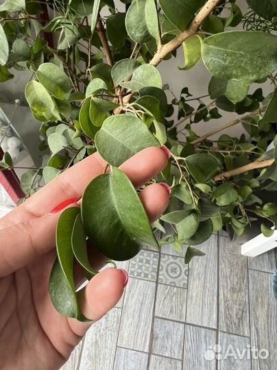 Фикус сливововидный