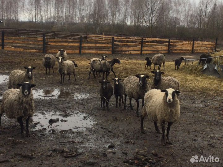 Рамановские ярочки и барашки
