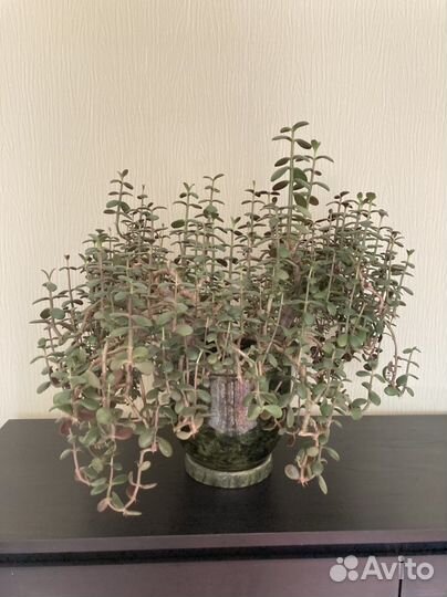 Толстянка большая / большой кактус