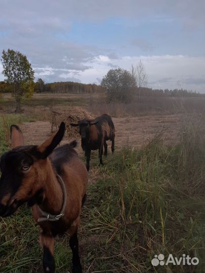 Чешский козел