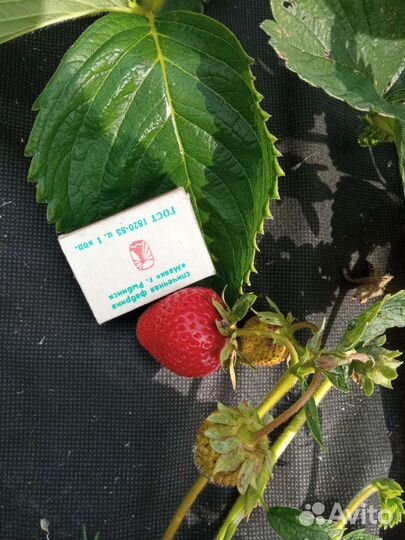 Клубника, земляника рассада