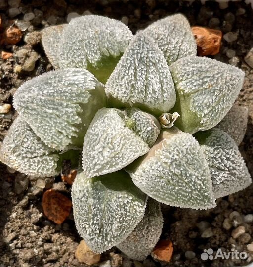 Haworthia pygmaea (Хавортия)