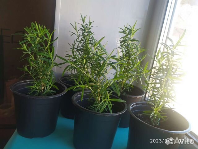 Розмарин в горшке