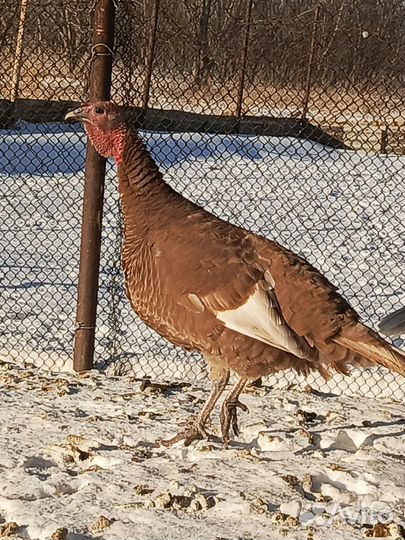 Индюшки породные