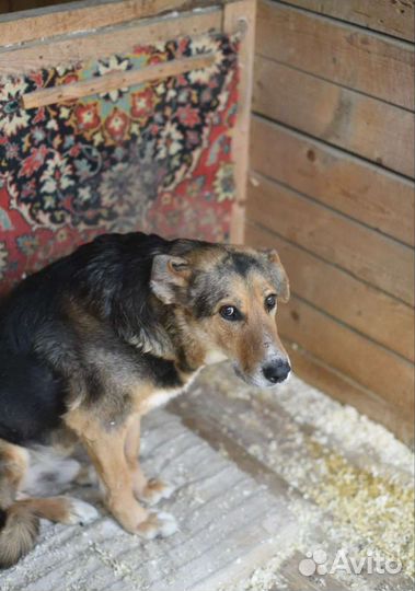 Пёс из приюта не хочет жить потерял веру и надежду