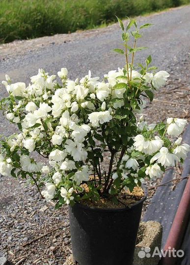 Чубушник венечный Snowbelle