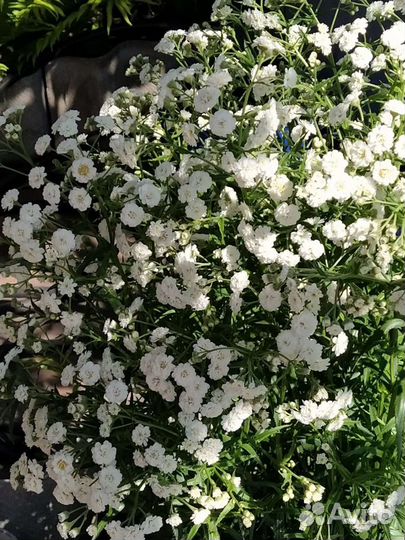 Растения для сада