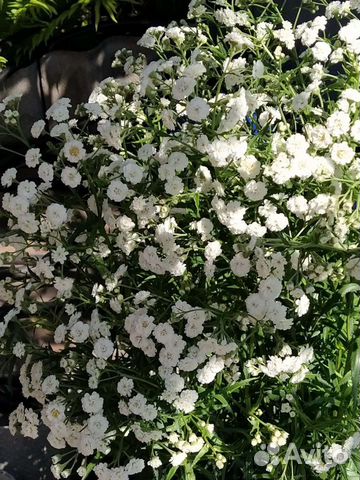 Растения для сада