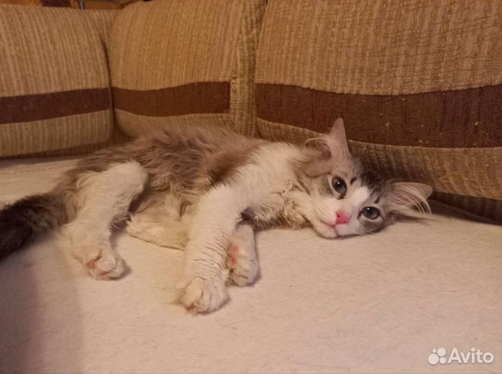 Норвежская лесная