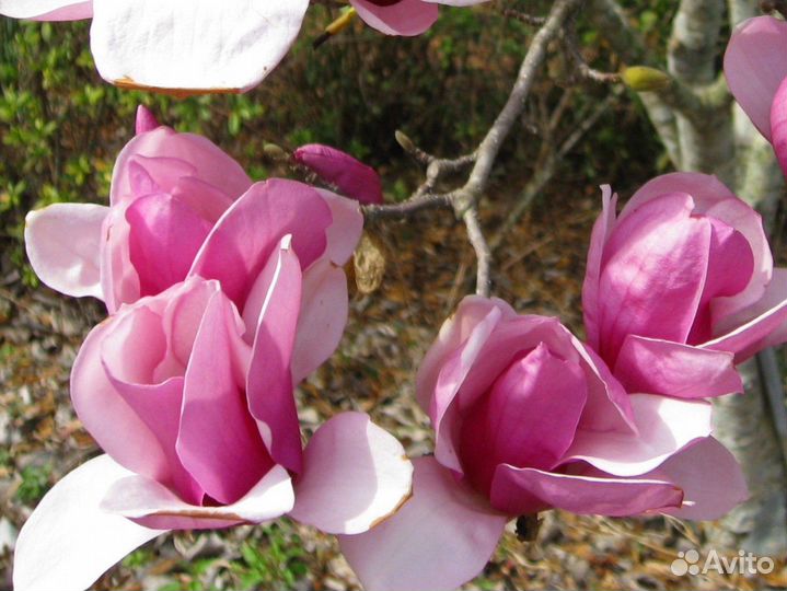 Магнолия Суланжа