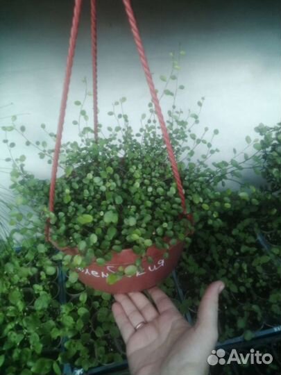 Мюленбекия