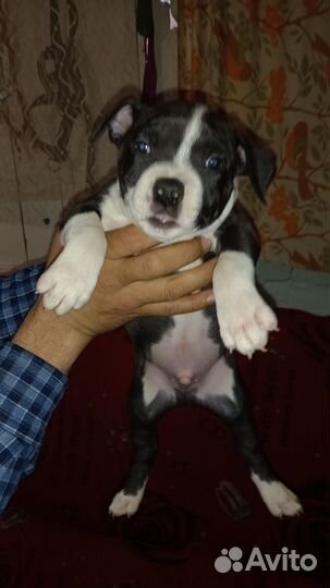 Стаффордширский терьер