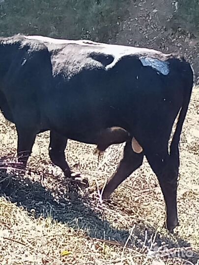 Продаëтся бычки