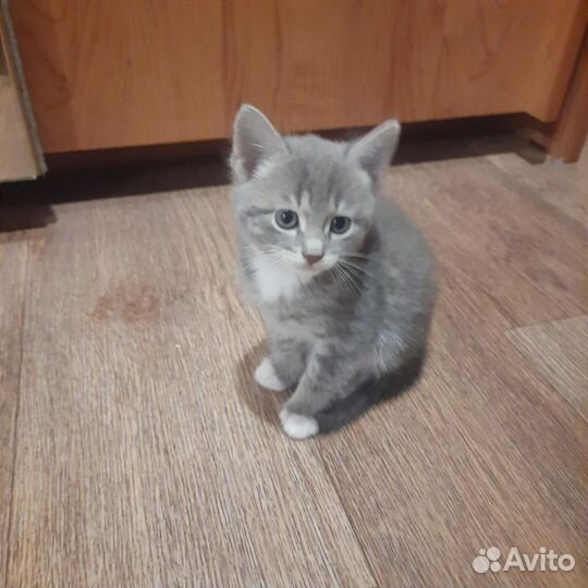 Котята отдам бесплатно