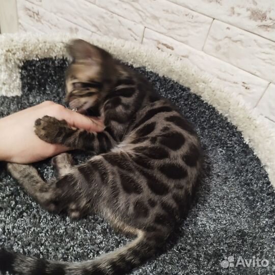 Бенгальская кошка