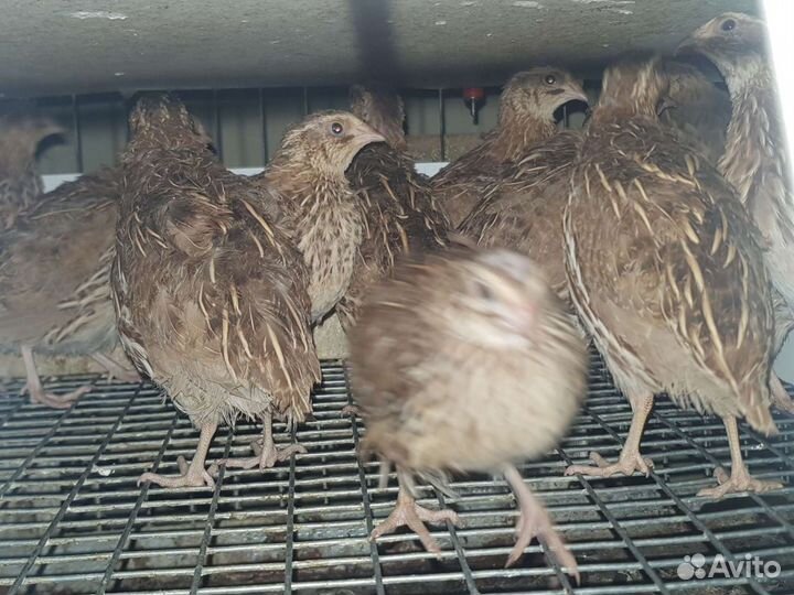 Японский перепел + инкубационные яйца