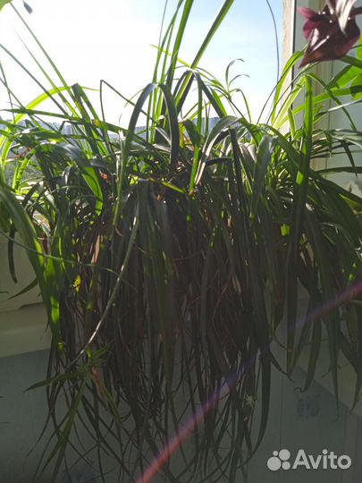 Бильбергия поникающая