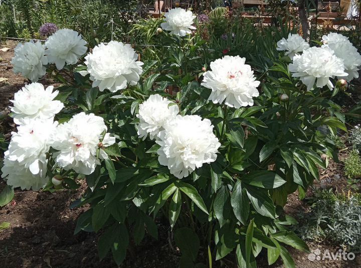 Пионы саженцы